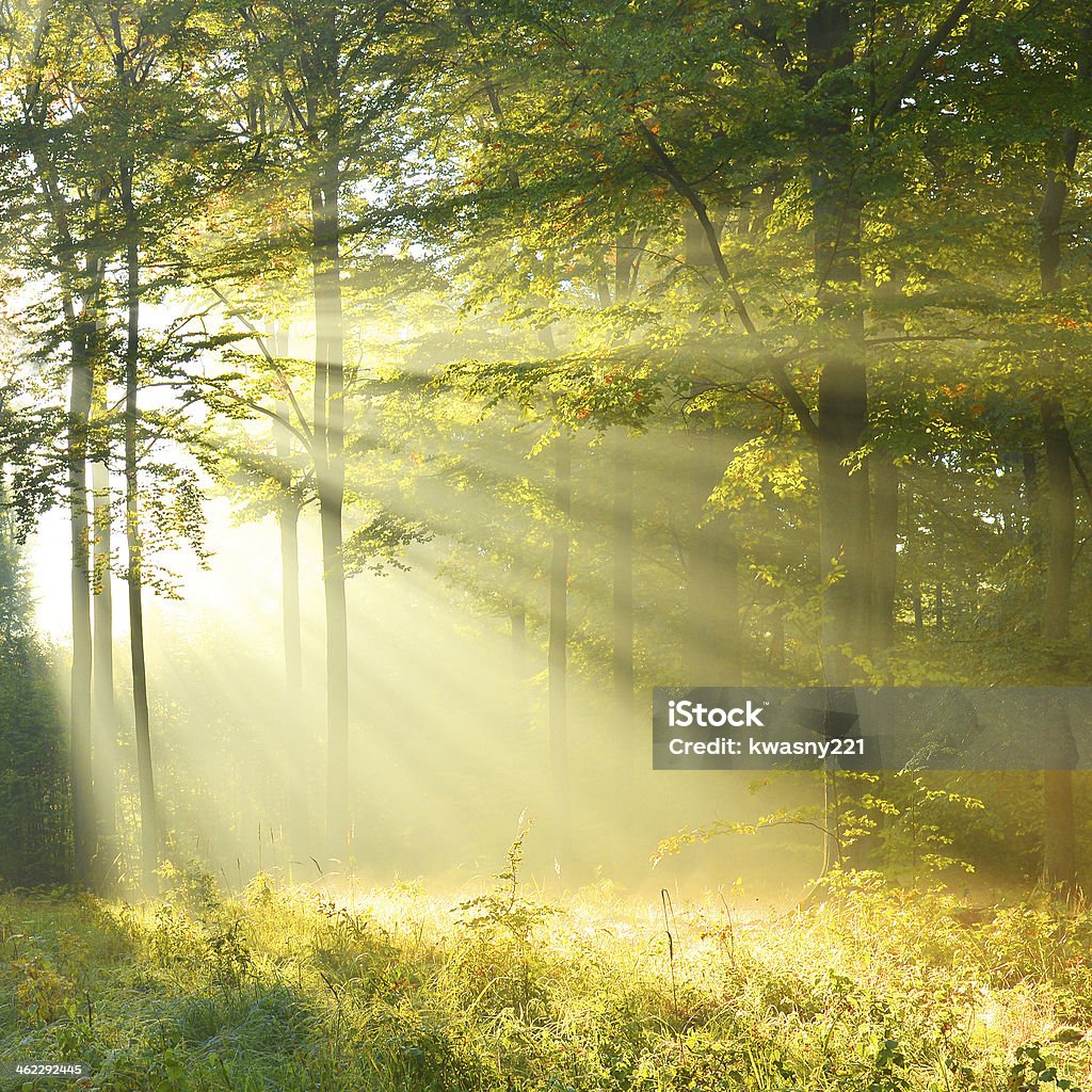 atmosfera de bosque luminoso